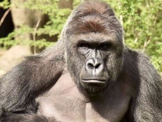 Harambee gorilla_1464563661481_2558069_ver1.0